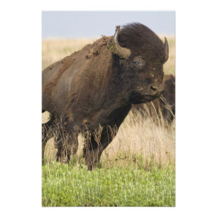 Foto Toro de bisonte joven fogoso en Tallgrass