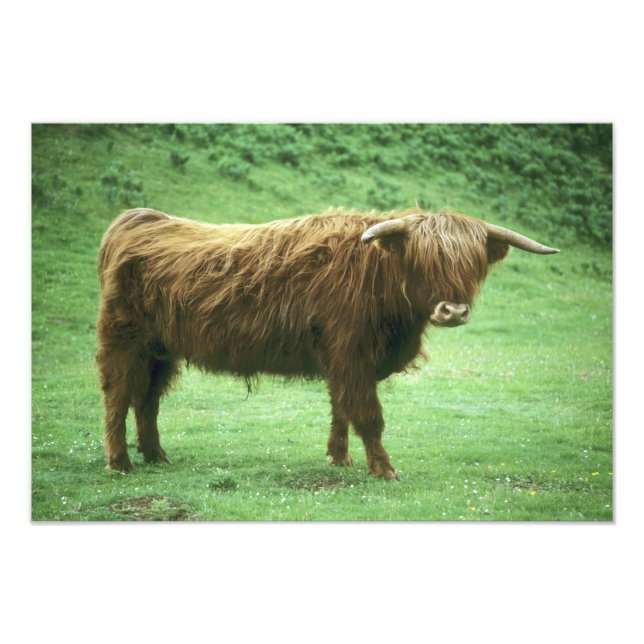 Foto Toro de las Tierras Altas, Isla de Mull, Interior (Frente)