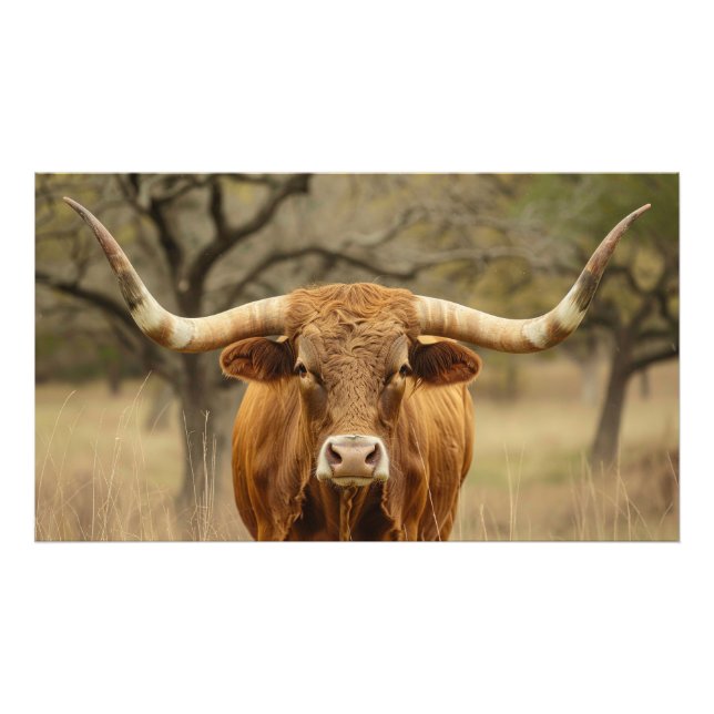 Foto Toro Longhorn de Texas (Frente)
