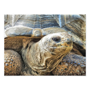 FOTO TORTOISE