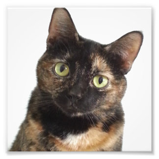 Foto Tortoiseshell Cat