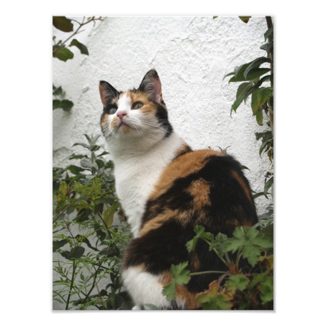 Foto Tortoiseshell y gato blanco (Frente)