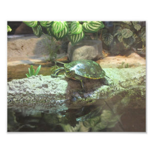 Foto Tortuga