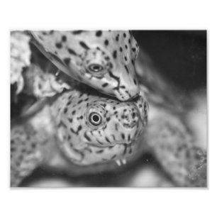 Foto Tortuga de almizcle del Razorback, impresión de l
