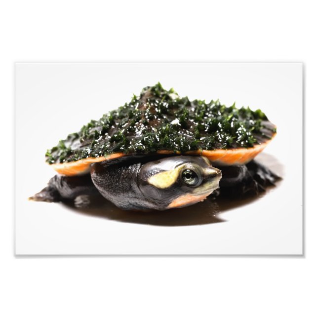 Foto Tortuga de cuello rosa (Frente)