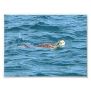 Foto Tortuga de mar
