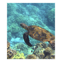 Foto tortuga en el mar