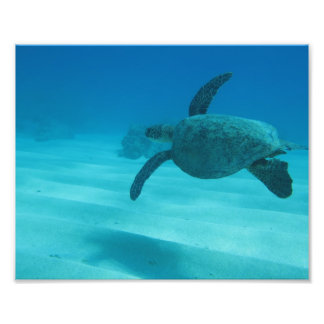 Foto Tortuga hawaiana
