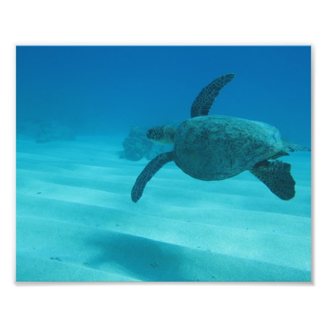 Foto Tortuga hawaiana (Frente)