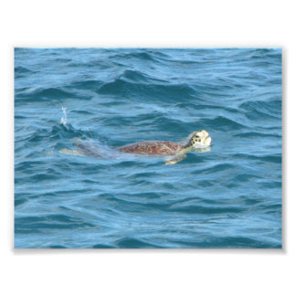 Foto Tortuga marina