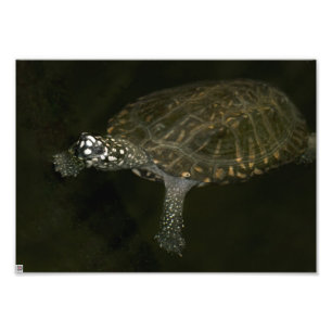 Foto Tortuga nadando