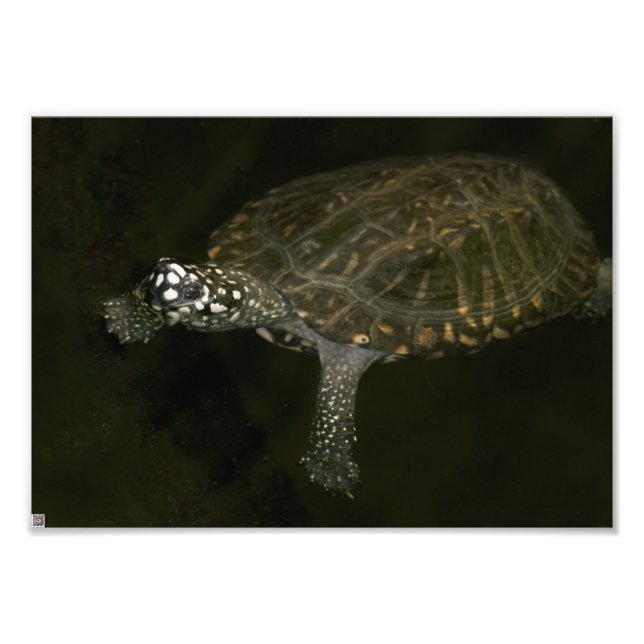 Foto Tortuga nadando (Frente)