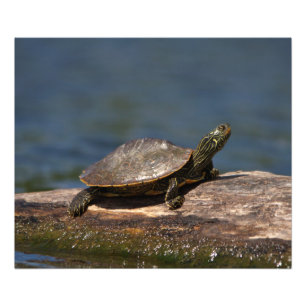 Foto Tortuga pintada en un tronco