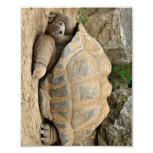 Foto Tortuga sonriente