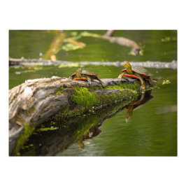 Foto Tortugas colgantes