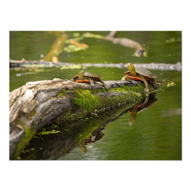 Foto Tortugas colgantes (Frente)