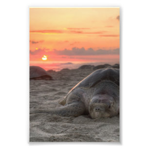 Foto Tortugas de mar en la puesta del sol