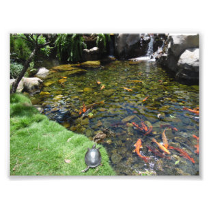 Foto Tortugas en el estanque de Koi