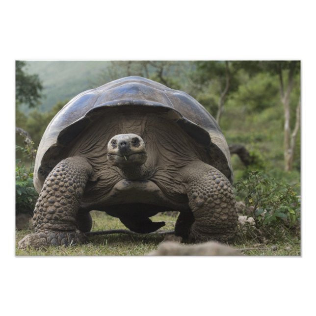 Foto Tortugas Gigantes de Galapagos Geochelone (Frente)