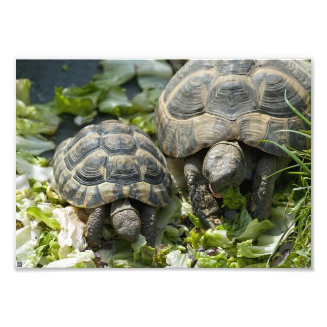 Foto Tortugas Lindas (Frente)