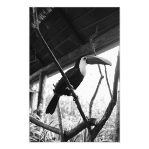 Foto Toucan's Post (B&W)