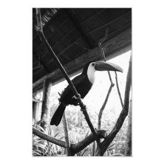Foto Toucan's Post (B&W)