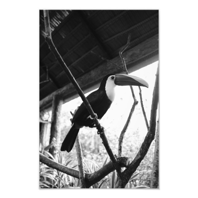 Foto Toucan's Post (B&W) (Frente)