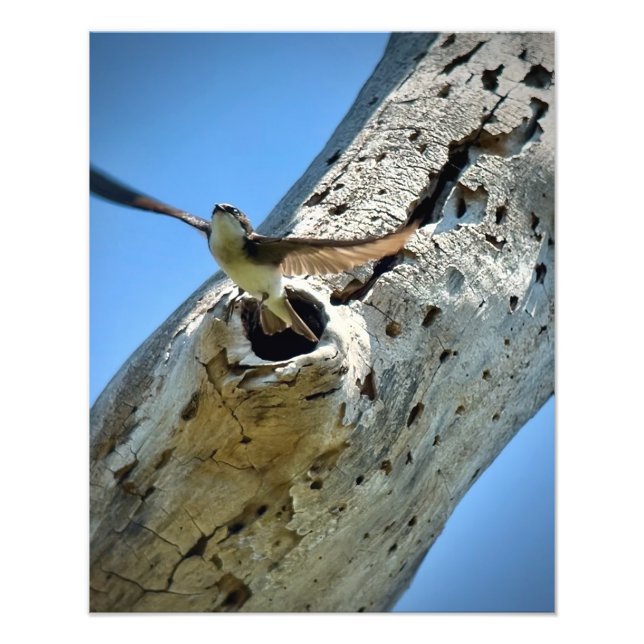 Foto Tragar árbol (Frente)