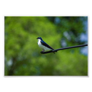 Foto Tragar árbol