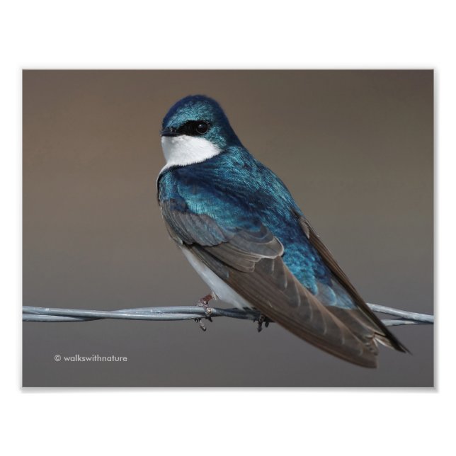 Foto Tragar un árbol muy guapo: Pájaro en un cable (Frente)