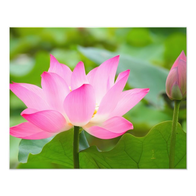 Foto Tranquilidad: Flor rosa de Lotus en flor (Frente)