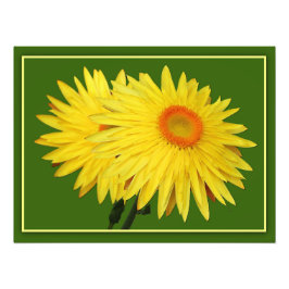 Foto Transvaal Daisies Photo Print