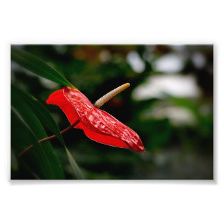 Foto Trasero Trasero Tropical Red Anthurium
