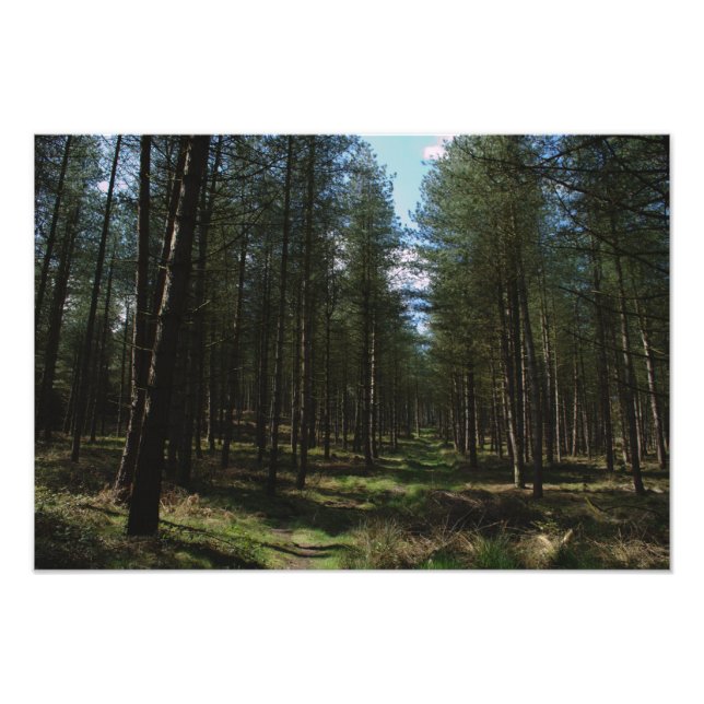 Foto Trayectoria a través de Cannock Chase (Frente)