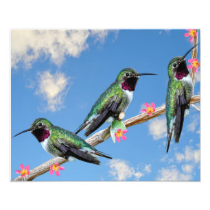 Foto Trazado de tela estirada Imprimir tres Hummingbird
