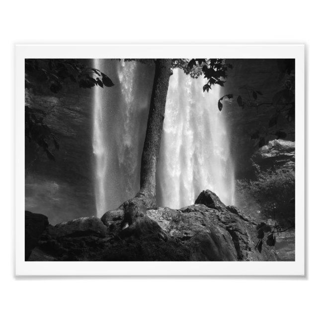 Foto Tree Falls B&W (Frente)