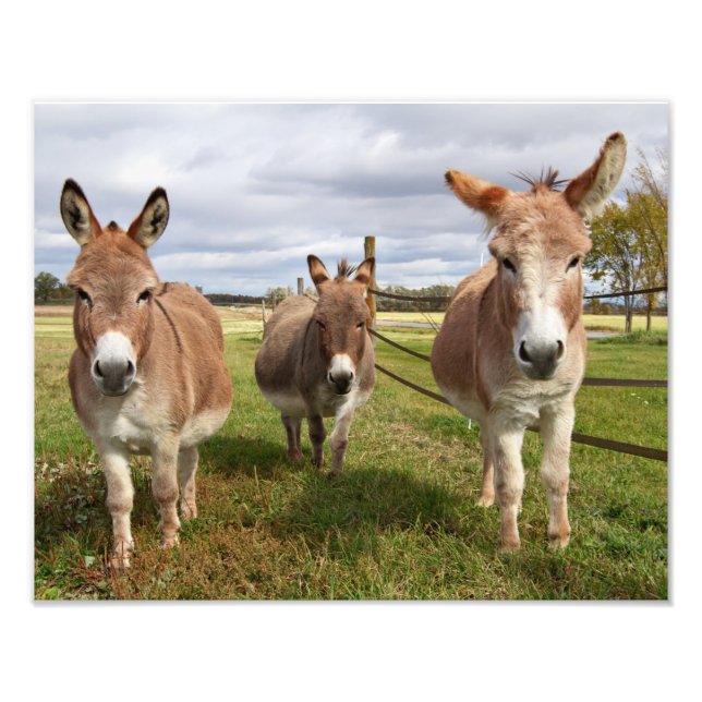 Foto Tres burros (Frente)