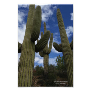 Foto Tres cactus de Saguaro contra el cielo azul y las 