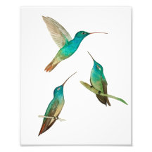 Tres colibríes 