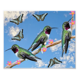 Foto Tres colibríes en la rama Silencio perenne