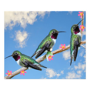 Foto Tres colibríes encaramados en una rama de un Floss