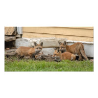 Tres Kits Fox