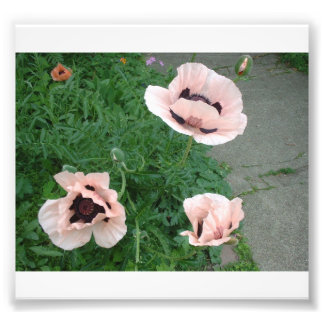 Foto Tres lapachos rosados