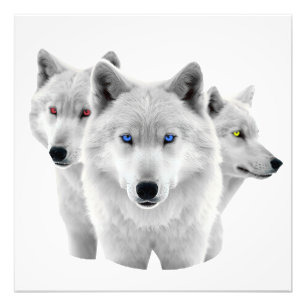 Foto Tres lobos blancos