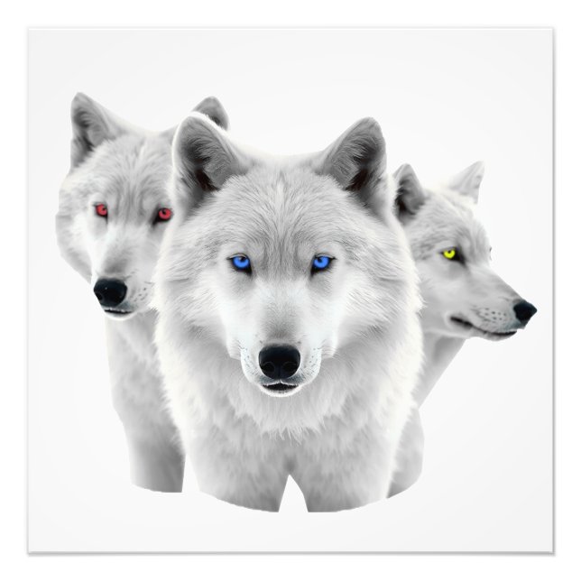 Foto Tres lobos blancos (Frente)