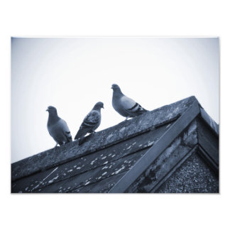 Foto Tres palomas en un techo
