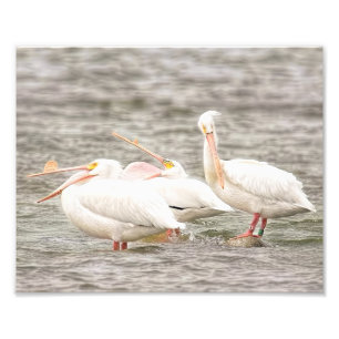 Foto Tres Pelícanos Pescando Juntos