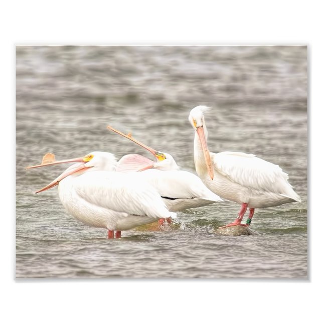 Foto Tres Pelícanos Pescando Juntos (Frente)
