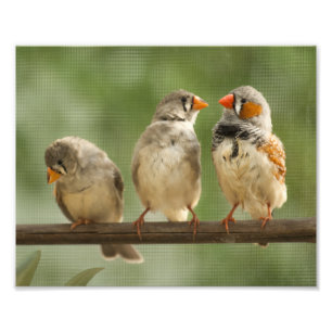 Foto Tres pinzones en una ramita