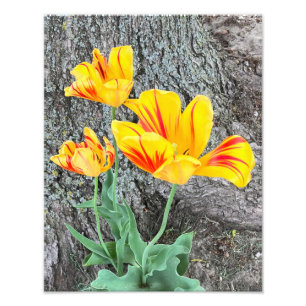 Foto Tres Tulipanes Amarillos Secuencia /